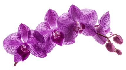 Obraz premium A row of purple orchids with a white background