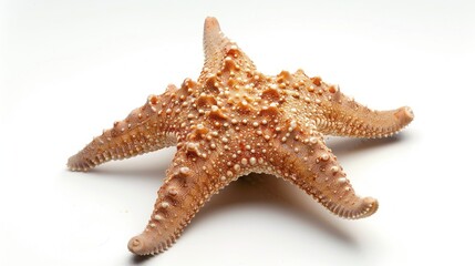 Starfish on a white backdrop