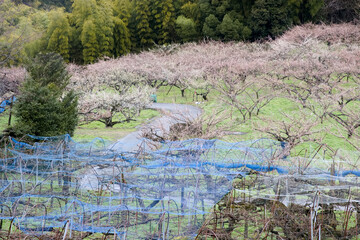 雨上がりの満開の梅園
