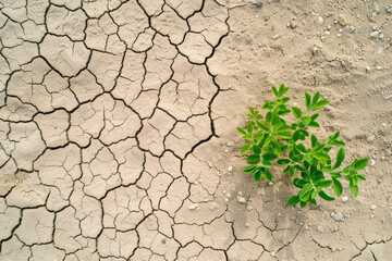 Top view of a small green plant growing on cracked, arid soil, symbolizing resilience and hope.