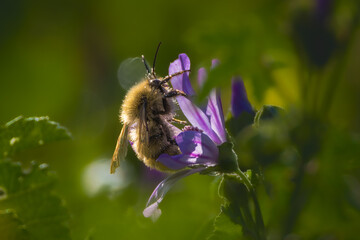 close-up of a bee foraging