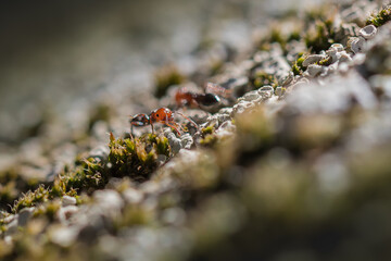 close up of an ant