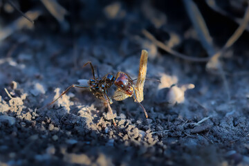 close up of an ant