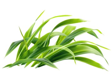 Close-up photo of a green plant against a clean white background, great for nature and botanical illustrations
