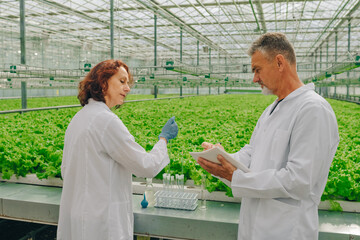 Researchers, scientists biologist inside greenhouse with growing lettuce greens, plants with test...
