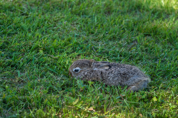 Young mountain hare in grass