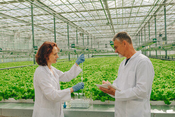 Team of botanists takes tests in test tube of growing lettuce in greenhouse. Lettuce plantation....
