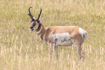 Pronghorn Smiling 