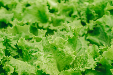 Organic food, growing plants, farming, greens, background. vegetable and salad harvest season. Close-up of a lettuce plant grown in a hydroponic system in a modern lettuce greenhouse