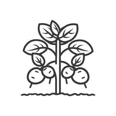 Line art illustration of a potato plant with two potatoes