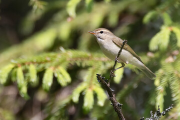 Greenish Warbler