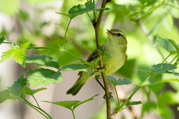 Obraz premium Greenish Warbler