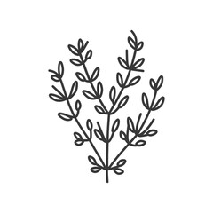 Line Drawing of a Sprig of Rosemary with Leaves