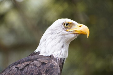 portrait of a eagle