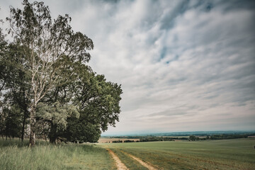 Baum am Feld