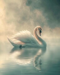 Graceful swan in a misty morning