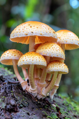 Close-up  of clusters of orange-yellow mushrooms growing on a mossy tree trunk in a forest, showcasing their vibrant colors and intricate textures.