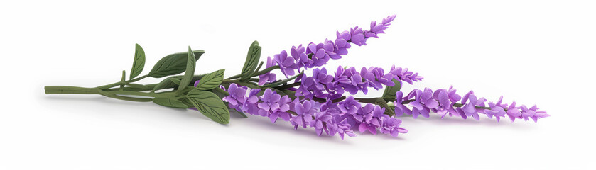 Close-up of vibrant purple lavender flowers and green leaves on a white background, showcasing natural beauty and botanical detail.