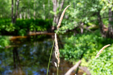 Weeds growing in the foreground with a stream blurred in the background.