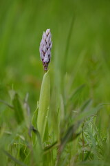 Helmknabenkraut, Orchis militaris,