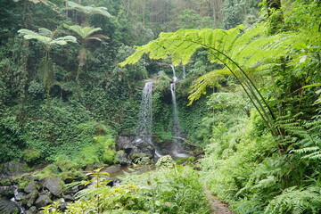 Twin waterfalls in the middle of a rainforest with green grass and ferns. Grejegan Kembar Waterfall.