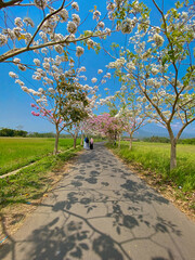 Asphalt road with flower plants on the right and left. Tabebuya flower. Flowers are identical to cherry blossoms.