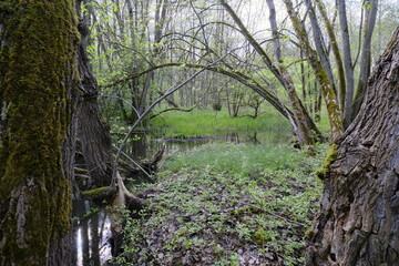 Dolinen im NSG Grettstädter Riedwiesen, Landkreis Schweinfurt, Unterfranken, Bayern, Deutschland.