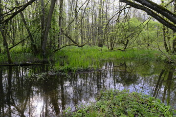 Dolinen im NSG Grettstädter Riedwiesen, Landkreis Schweinfurt, Unterfranken, Bayern, Deutschland.