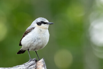 northern wheatear