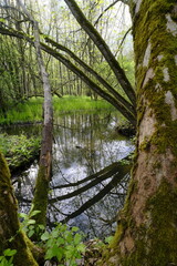 Obraz premium Dolinen im NSG Grettstädter Riedwiesen, Landkreis Schweinfurt, Unterfranken, Bayern, Deutschland.