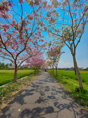 Asphalt road with flower plants on the right and left. Tabebuya flower. Flowers are identical to cherry blossoms.