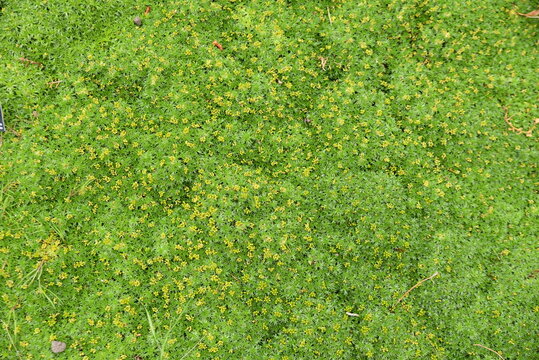 Azorella trifurcata en &eacute;t&eacute; au jardin
