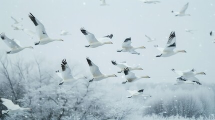 Fototapeta premium Flock of snow geese flying in formation over a snowy landscape, their white bodies blending with the winter scenery
