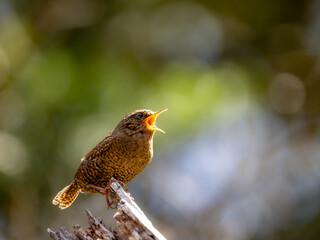 森の中で枯れ木に留まってさえずるミソサザイ
