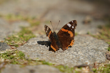 A beautiful butterfly