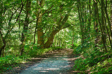 a forest road in summer among lush vegetation and trees, with a mighty old plane tree in the background