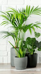 Fototapeta premium Three potted plants, one with palm leaves, another with wide green leaves, and a small one with narrow leaves, stand against a white brick wall