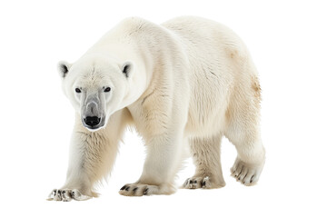 White Polar Bear isolated on transparent background PNG 