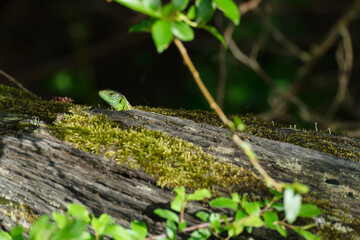 Zauneidechse, Lacerta agilis