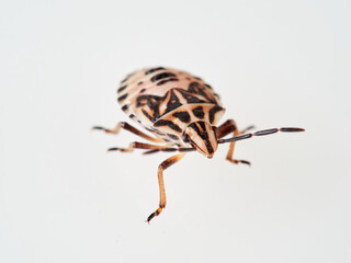 Bug in nymph phase, pre-adult stage in a white background. Variegated Fruit Bug. Codophila varia. 