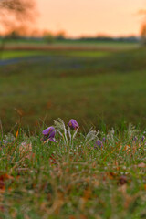 Kuhschelle, Küchenschelle, Pulsatilla vulgaris.