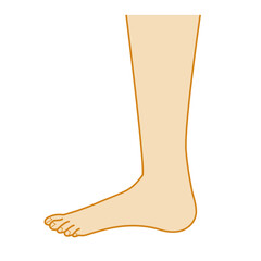 Color illustration of barefoot leg