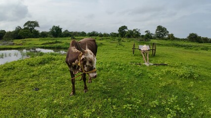 Fototapeta premium A bull and a bull cart are positioned in a lush green meadow, highlighting the beauty of the countryside.