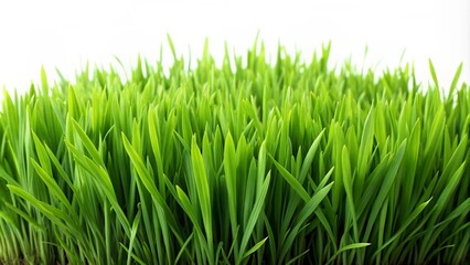 Lush green grass field against a white backdrop.