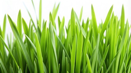 Fototapeta premium Lush green grass field against a white backdrop.