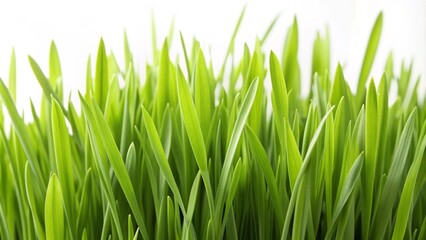 Lush green grass field against a white backdrop.