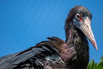 The Abdim's Stork (Ciconia abdimii), also known as the White-Bellied Stork.