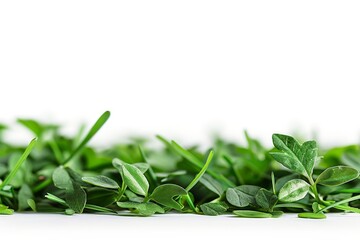 Obraz premium Fresh green leaves against a bright white background showcasing the natural beauty and simplicity of nature in a minimalist and refreshing setting.