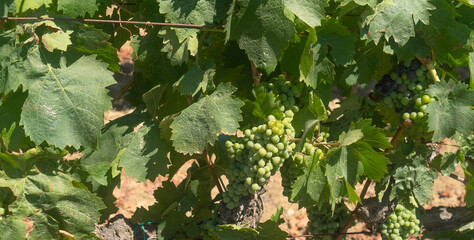 bovale grapes ripening before the harvest.