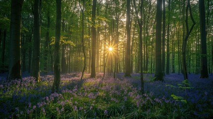 Obraz premium Enchanting Forest Sunrise with Bluebell Meadow